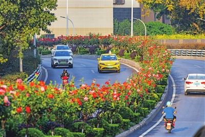 多彩月季扮靓城市道路